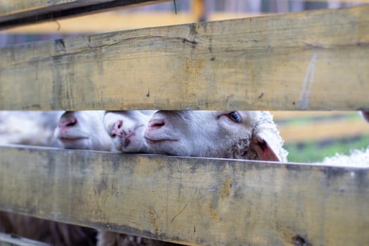 A man feeds white sheep over a fence. Sheep poke their heads through a gap in a wooden fence