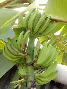 tasty and healthy raw banana bunch on garden