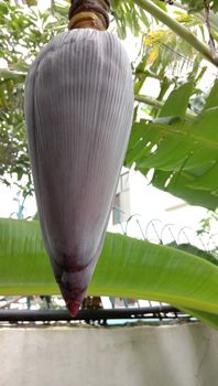 tasty and healthy Plantain Flower on garden