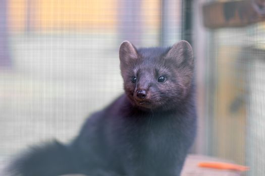 Small black animal European mink in a cage, behind bars. High quality photo