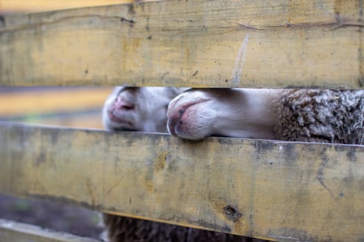 A man feeds white sheep over a fence. Sheep poke their heads through a gap in a wooden fence