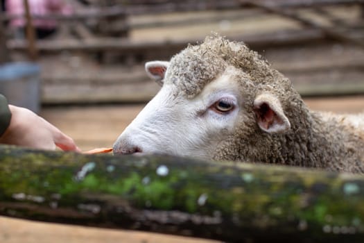 A man feeds white sheep over a fence. Sheep poke their heads through a gap in a wooden fence