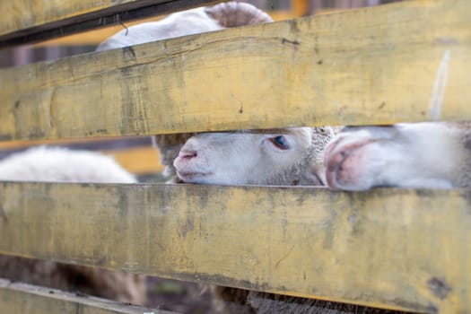 A man feeds white sheep over a fence. Sheep poke their heads through a gap in a wooden fence