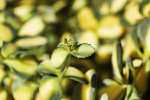 Plant of sedum also called stonecrops , a single stem with yellow-green leaves ,macro photography