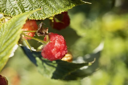 Ripe red raspberries in a garden ,red fruits with bright green leaves in a bright sunny day 