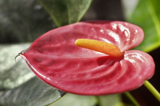 Red glossy spathe of anthurium  plant with  bright orange spadix , green and out of focus leaves 