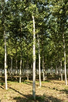 Beautiful cultivation of poplar trees , rows of trees ,long tree shadows 