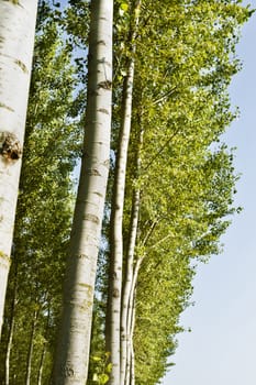 Beautiful cultivation of poplar trees , rows of trees in a sunny day