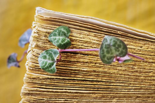 In the foreground fresh  leaves of ceropegia plant between old book pages , the green and purple leaves are shaped like hearts , ,the background is yellow and out of focus