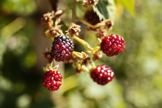 Ripe red and black raspberries in a vegetable garden ,red fruits with bright green leaves 