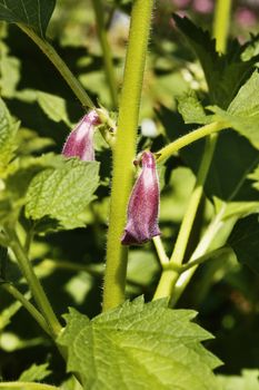 Pink flowers of sesame plant with bright green leaves , macro photography