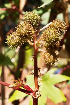 Branch of ricinus communis or castor bean plant with red spherical spiny seed capsules 