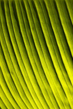 Fantastic green leaf section of ensete ventricosum plant also called  ethiopian banana ,beautiful texture