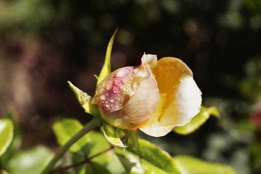 Beautiful rose bud in a bright day after rain , yelloe-pink petals with bright water drops , macro photography