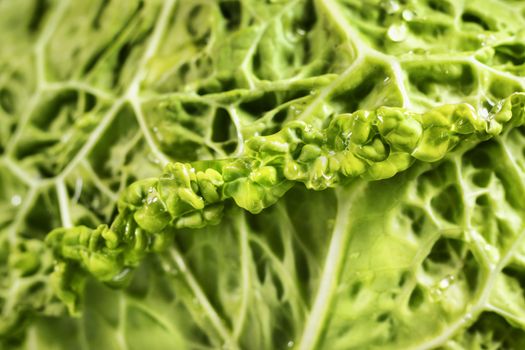 Detail of green savoy cabbage leaves with water drops , beautiful curled edge , abstract effect , macro photography