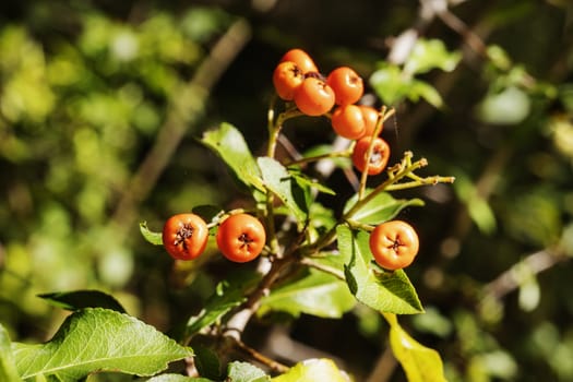 Small orange berries of scarlet firethorn also called pyracantha coccinea , macro lens