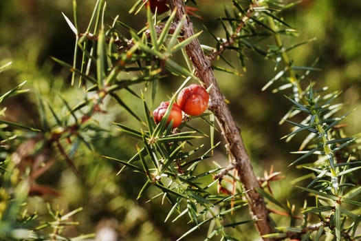Red cones and green leaves of juniper tree , macro photography