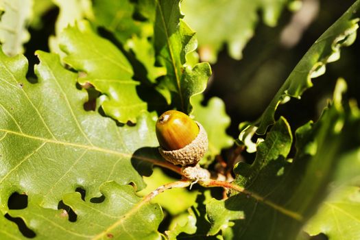 Branch of downy oak  also called pubescent oak or quercus with brown  acorn ,macro photography