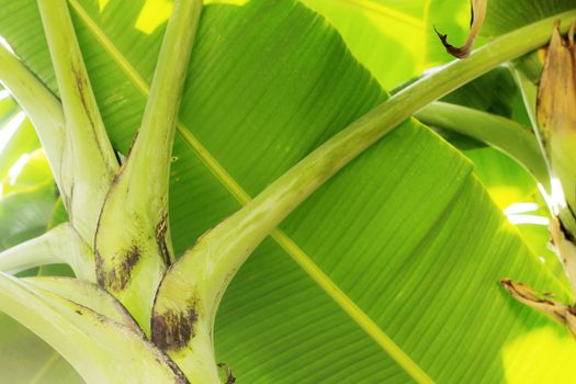 Banana leaves on tree with texture background.