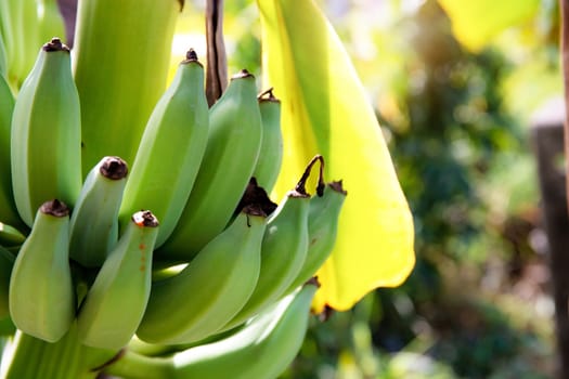 Banana of raw on tree in farm with the sunlight.