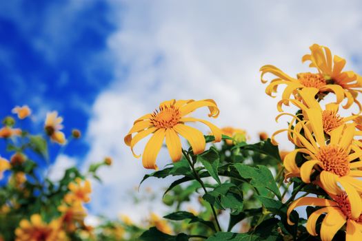 Bua tong flower at sky in the winter.