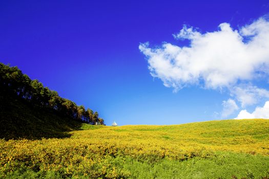 Bua tong flower on hill with the blue sky.