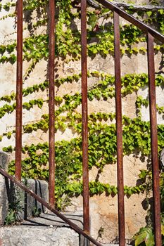 Detail of rusty staircase banister ,in the background outer wall covered by ivy