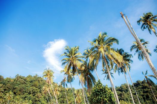 Coconut tree at blue sky in summer.