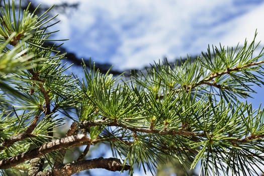 Beautiful pine twig with  green needles against  a bright sky