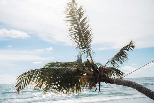 coconut tree at sea with the sky.