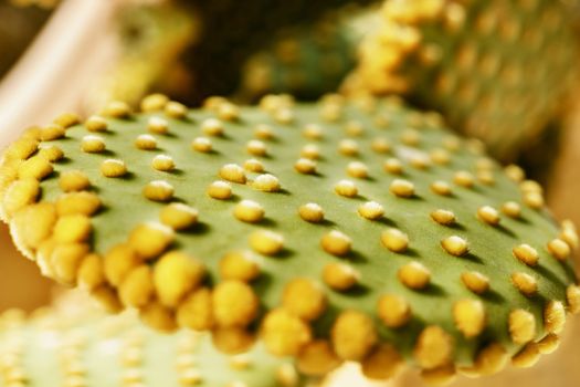 Beautiful detail of prickly pear cactus , green flat ,cladode with spines and small yellow hairlike prickles called glochids ,