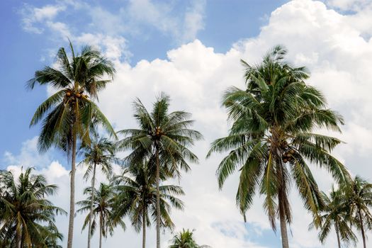 Coconut tree with the sky in summer at sunlight.