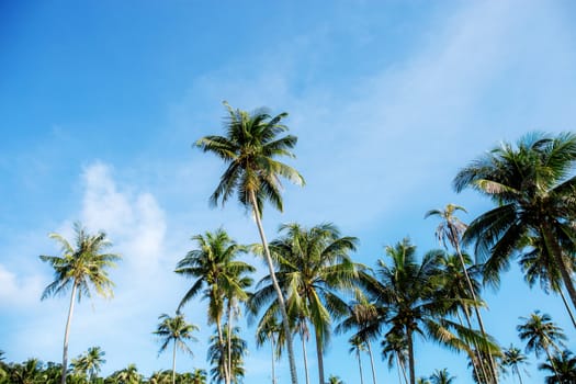 Coconut tree at blue sky in summer of Thailand.