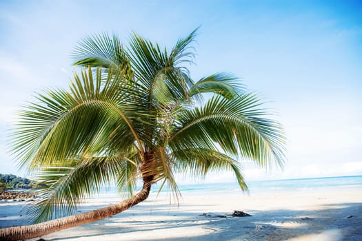 Coconut tree on sand beach at the blue sky in summer.