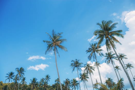 Coconut tree with the sky in summer at sea.