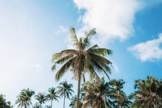 Coconut tree at blue sky with sunlight in summer.