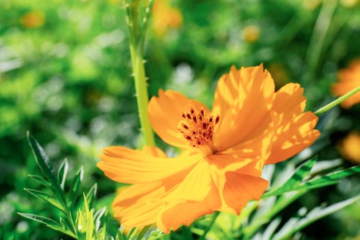 Cosmos with colorful at sunlight in park.