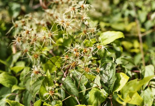 Beautiful seed clusters of clematis vitalba - traveller ’s joy or old man ’s beard - ,climbing shrub of invasive plant , bright seed heads against green leaves 