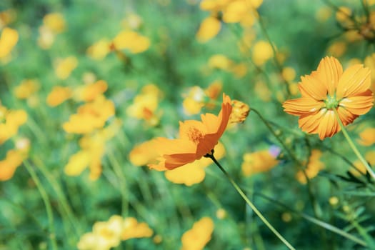 Cosmos with the colorful in garden at sunlight.