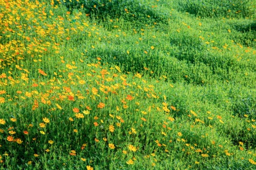 Cosmos with beautiful on field in the winter.