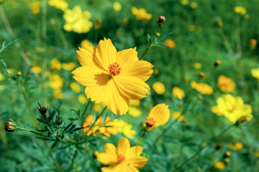 Cosmos with beautiful in the winter.