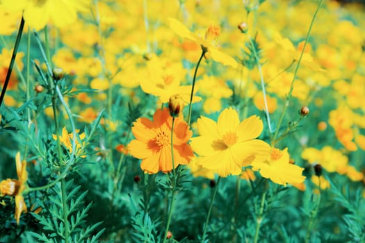 Yellow cosmos with the colorful in garden.