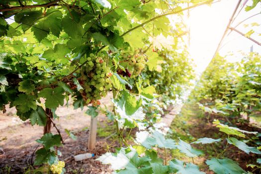 Grapes on tree with sunlight in vineyard.