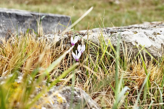 Pink cyclamens in bloom between fresh and dry grass ,in the background stones 