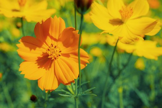 Orange cosmos with the colorful in garden at sunlight.