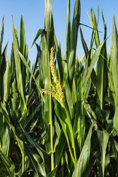 Field of maize in a  sunny  day against blue sky  ,green leaves with yellow  male flower close up 