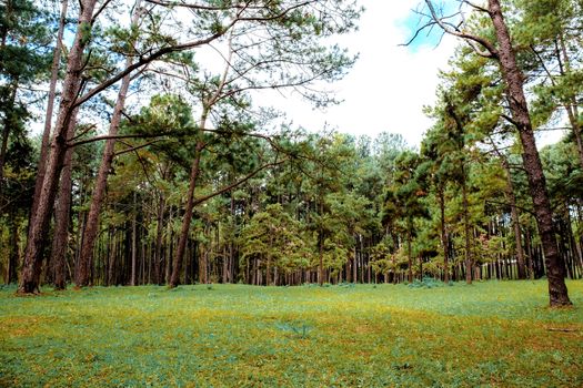 Pine tree and lawn with the sky in winter.