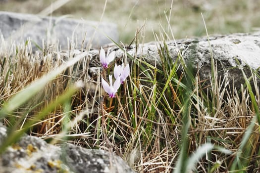 Fresh wild  cyclamens in bloom in the countryside , stones between the flowers