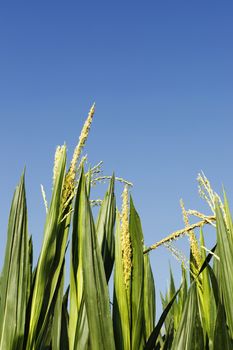 Field of maize in a  sunny  day against blue sky  ,green leaves with yellow  male flowers