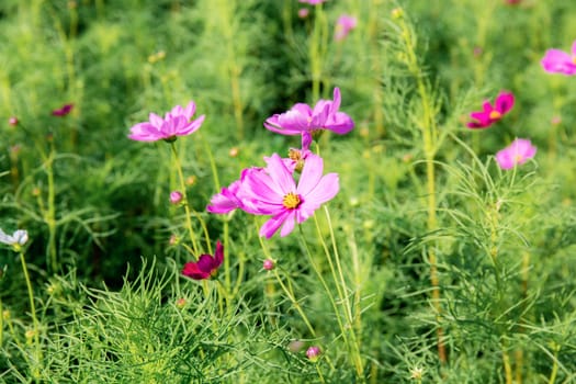 Pink cosmos at sunlight in garden.